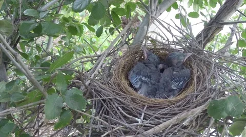 Scrub Jay chicks resting in nest V18145 Stock Footage 49796597