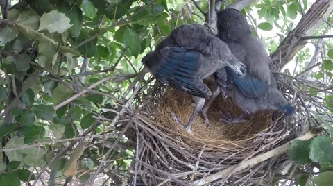 Scrub Jay chicks stretching flappng V18268 Stock Footage 50062361