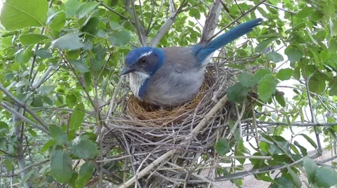 Scrub Jay Documentary bird active on nest GoPro Hero3+ Black V17061 Stock Footage 48754454