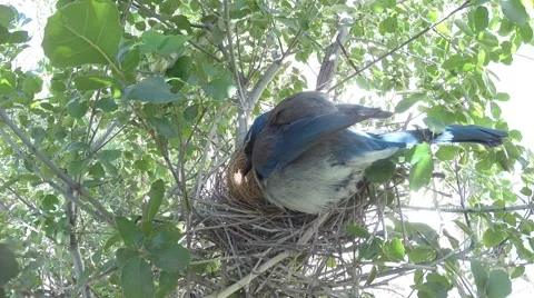 Scrub jay Documentary bird adjusting eggs pecking nest and sits GoPro V17220 Stock Footage 49021146