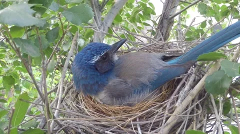 Scrub jay Documentary bird close-up fluffy looking around GoPro Hero3+ V17225 Stock Footage 49032984