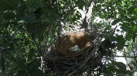 Scrub jay Documentary bird hops into nest and snuggles in GoPro Hero3+ V17188 Stock Footage 49017070