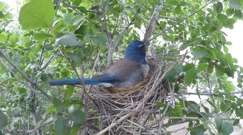 Scrub jay Documentary bird looking alert feeding examins eggs GoPro V17221 Stock Footage 49033209