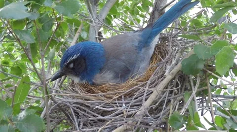 Scrub Jay Documentary bird on nest - snoozing GoPro Hero3+ Black V17057 Stock Footage 48754458