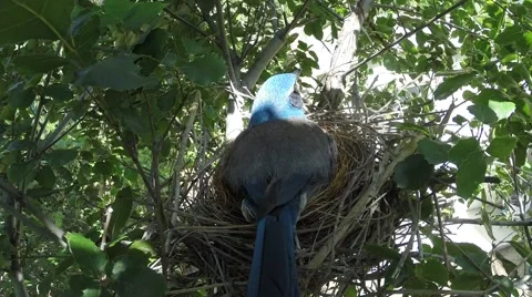 Scrub jay Documentary bird on nest back view calling GoPro Hero3+ Black V17183 Stock Footage 49017049