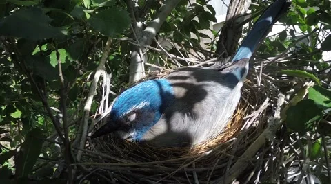 Scrub jay Documentary bird on nest sleeping nice light zoomed GoPro V17209 Stock Footage 49020751