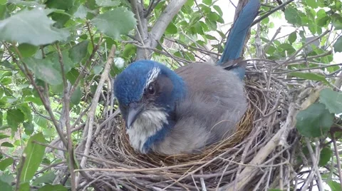 Scrub jay Documentary bird on nest looking around close-up face GoPro V17204 Stock Footage 49020782