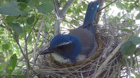 Scrub jay Documentary bird on nest close-up face view GoPro Hero3+ Black V17201 Stock Footage 49020791