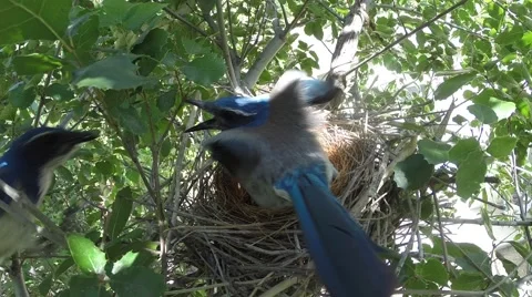 Scrub jay Documentary bird quick feeding and male bails GoPro Hero3+ V17185 Stock Footage 49016683