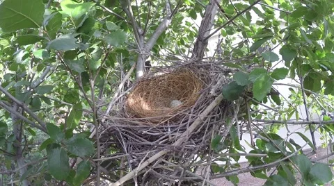 Scrub Jay Documentary bird returns to nest GoPro Hero3+ Black V17064 Stock Footage 48754448