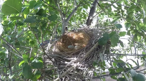 Scrub Jay documentary bird returns to nest with 2 eggs GoPro Hero3+ V17006 Stock Footage 48754709