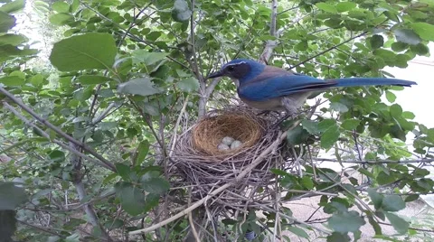 Scrub jay Documentary bird returns to nest wide view GoPro Hero3+ Black V17207 Stock Footage 49021069