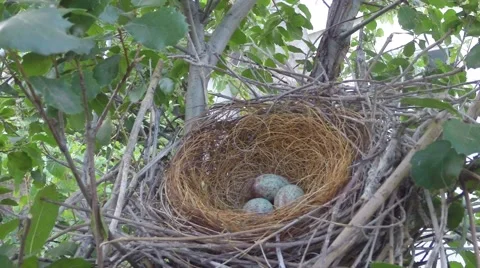 Scrub jay Documentary bird returns to nest and sits close-up view GoPro V17202 Stock Footage 49021122