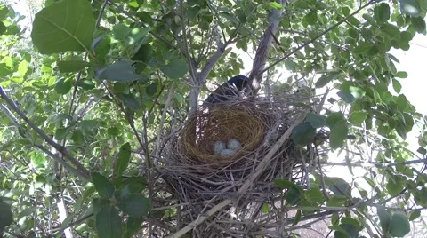 Scrub jay Documentary bird returns to nest adjusts eggs an sits GoPro V17200 Stock Footage 49021150