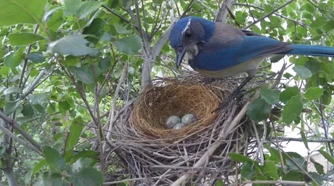 Scrub jay Documentary bird returns to nest and sits wide view GoPro V17227 Stock Footage