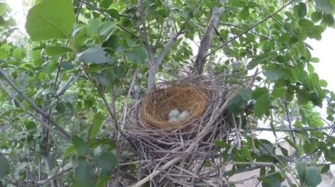 Scrub jay Documentary bird returns to nest and sits wide view GoPro V17222 Video stock 49033097