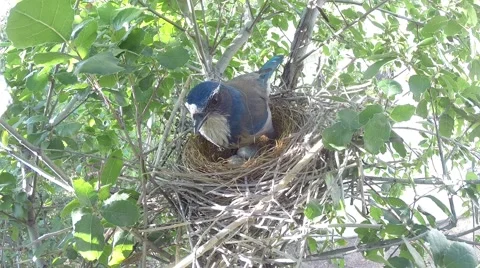 Scrub Jay documentary bird shading 2 eggs in nest GoPro Hero3+ Black V17029 Stock Footage 48754531