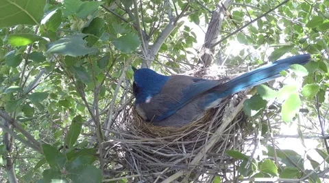 Scrub jay Documentary feeding and female leaves nest GoPro Hero3+ Black V17189 Stock Footage 49017147