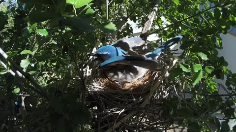 Scrub Jay Documentary Feeding GoPro Hero3+ Black V17302 Stock Footage 49036784
