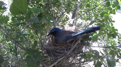 Scrub jay Documentary female calling feeding and stands on nest GoPro V17219 Stock Footage 49021040