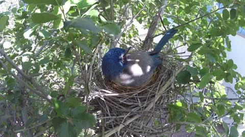 Scrub Jay Documentary Female calls and leaves nest GoPro Hero3+ Black V17299 Video stock 49036270