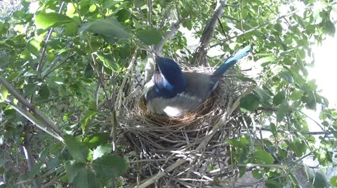 Scrub Jay Documentary female calls and leaves nest GoPro Hero3+ Black V17316 Stock Footage 49038489