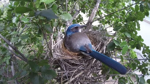 Scrub Jay Documentary female calls then leaves nest GoPro Hero3+ Black V17322 Stock Footage 49040311