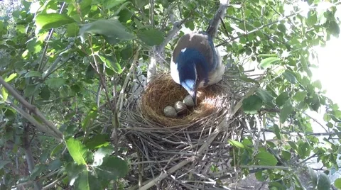 Scrub Jay Documentary Female hops onto nest GoPro Hero3+ Black V17319 Stock Footage 49038194