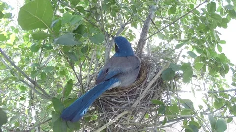 Scrub jay Documentary female on nest calling GoPro Hero3+ Black V17197 Video stock 49017185