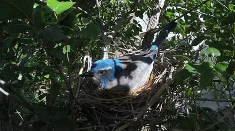 Scrub jay Documentary female on nest in nice light GoPro Hero3+ Black V17208 Stock Footage 49020822