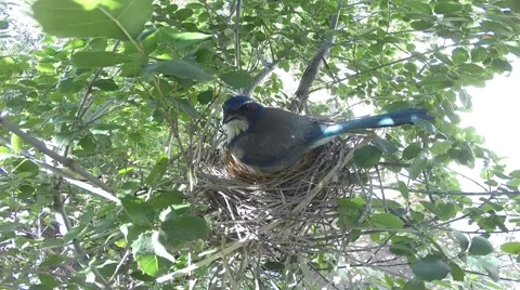 Scrub Jay Documentary female preening on nest GoPro Hero3+ Black V17314 Stock Footage 49038592