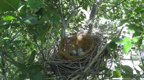 Scrub jay Documentary female returns to nest GoPro Hero3+ Black V17190 Stock Footage 49017102