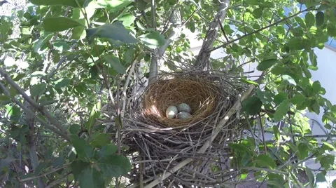 Scrub Jay Documentary female returns to nest and examines eggs GoPro V17301 Stock Footage 49036546