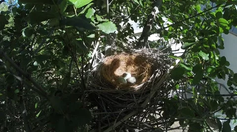 Scrub Jay Documentary female returns to nest GoPro Hero3+ Black V17305 Stock Footage 49037894