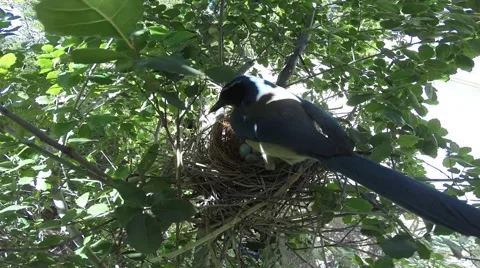 Scrub Jay Documentary Female returns to nest GoPro Hero3+ Black V17312 Stock Footage 49038034