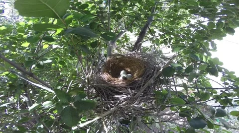 Scrub Jay Documentary female returns to nest GoPro Hero3+ Black V17315 Stock Footage 49038517