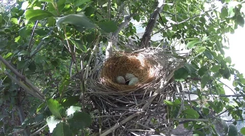 Scrub Jay Documentary female returns to nest GoPro Hero3+ Black V17318 Stock Footage 49038527