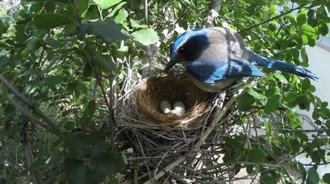 Scrub Jay Documentary female returns to nest GoPro Hero3+ Black V17325 Stock Footage 49040146