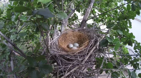Scrub Jay Documentary female returns to nest GoPro Hero3+ Black V17324 Stock Footage 49040283