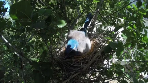 Scrub jay Documentary female snuggle in windy gust GoPro Hero3+ Black V17216 Stock Footage 49020798