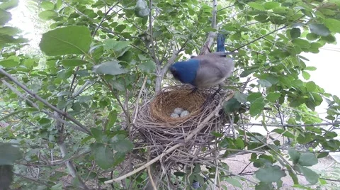 Scrub jay Documentary female stands and leaves nest GoPro Hero3+ Black V17206 Stock Footage 49020870
