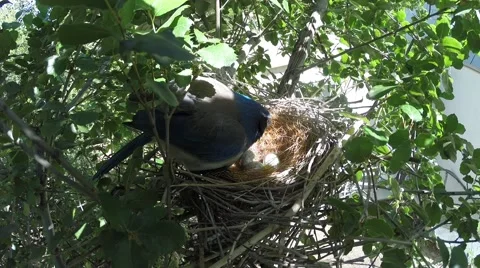 Scrub Jay Documentary Hop on eggs and snuggle in GoPro Hero3+ Black V17310 Video stock 49037833