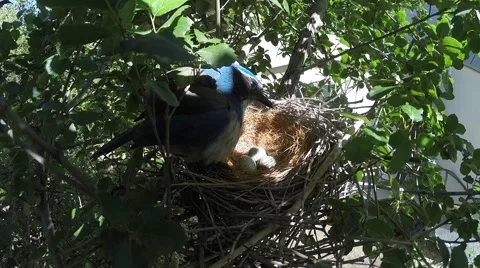 Scrub Jay Documentary inspecting eggs and nest GoPro Hero3+ Black V17306 Stock Footage 49038380