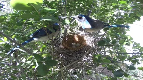 Scrub Jay Documentary Long male feeding female GoPro Hero3+ Black V17313 Stock Footage 49038594