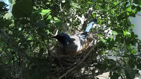 Scrub jay Documentary male does quick feeding and bail GoPro Hero3+ V17215 Stock Footage 49021128