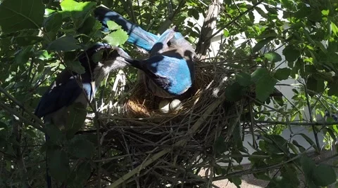 Scrub Jay Documentary male feeds female adjusts eggs dappled light  V17070 Stock Footage 48754585