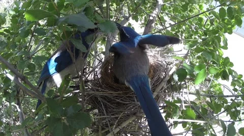 Scrub Jay Documentary Male feeds female on nest GoPro Hero3+ Black V17326 Stock Footage 49040262