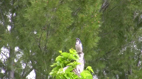 Scrub Jay Documentary male on stump zoomed Canon HF100 V17241 Video stock 49032965