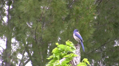 Scrub Jay Documentary male on stump looking alert Canon HF100 V17261 Stock Footage 49033808