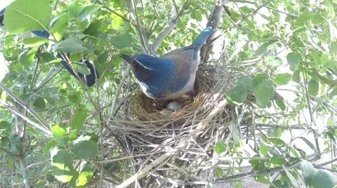 Scrub Jay documentary mate visits both leave nest GoPro Hero3+ Black V17030 Stock Footage 48754500